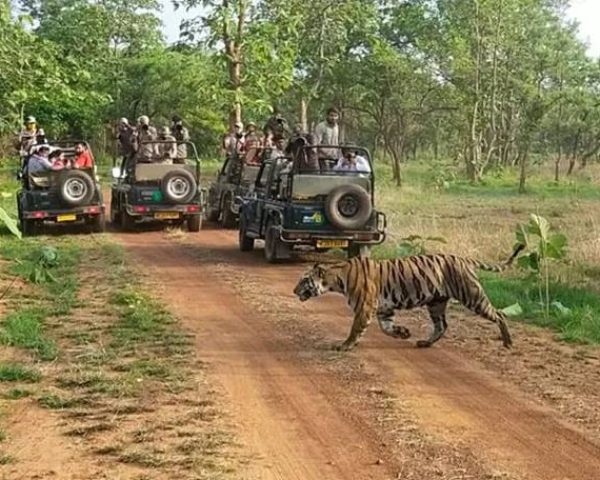 Panna Tiger Reserve