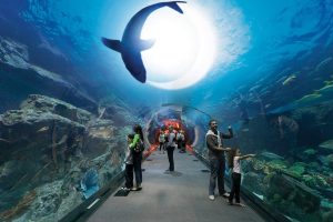 dubai-mall-aquarium-diving-hd-wallpaper-2111230899